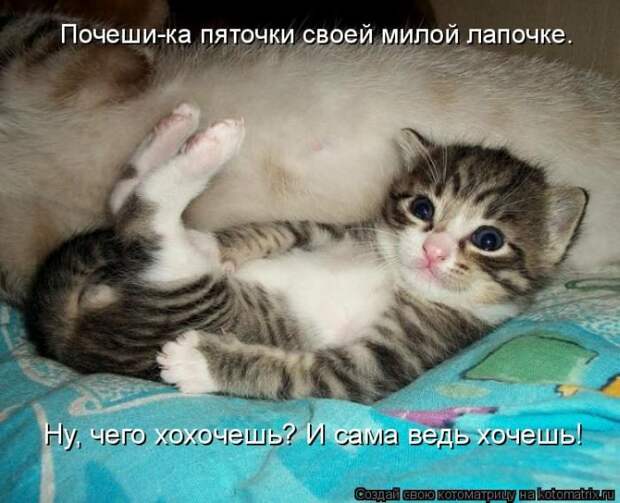 Лучшие котоматрицы недели