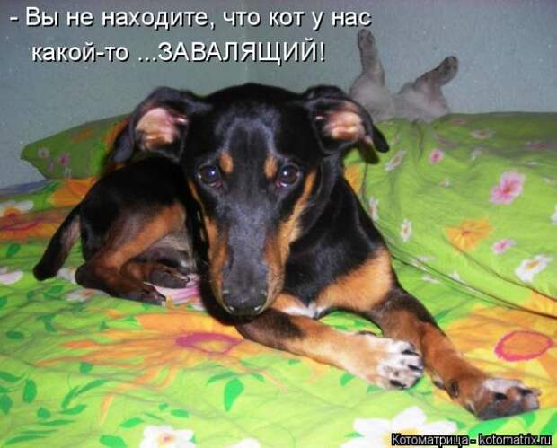 Лучшие котоматрицы недели (50 фото)