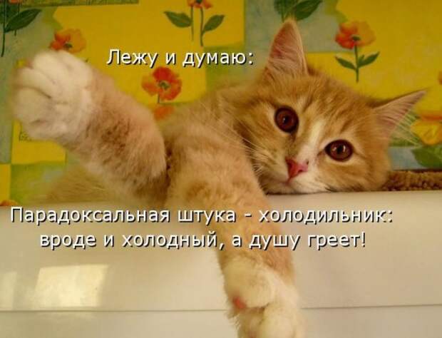 Котоматрица 14
