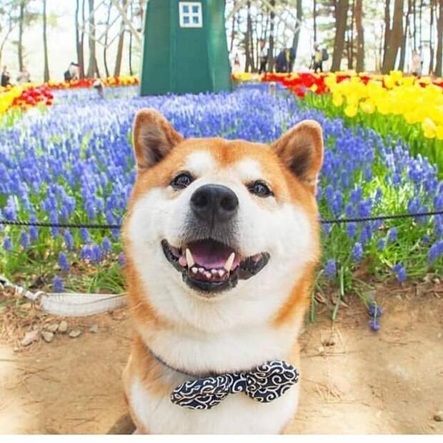 Хати обожает резвиться в цветах, а его хозяйка - фотографировать питомца Хати, животные, парк, сиба-ину, собака, фото, цветы, япония