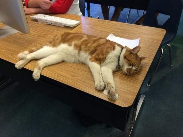 Этот кот вошел в историю как первый студент Америки из семейства кошачьих. животные, история, коты, студент