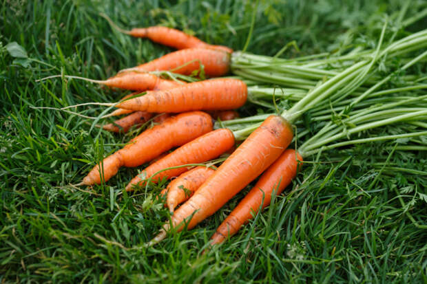 Различные сорта овощей накапливают нитраты по разному