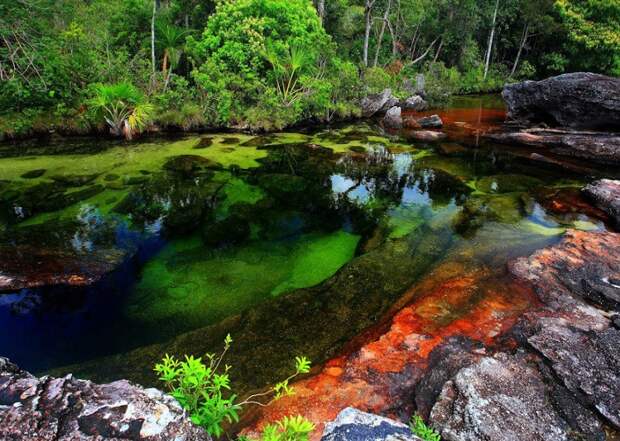 Каньо-Кристалес, самая красивая река, радужная река в Колумбии, разноцветная река
