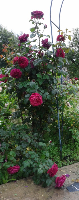 Фото-0276 (1) (276x700, 133Kb)