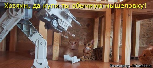 Новая котоматрица на Бугаге (31 фото)