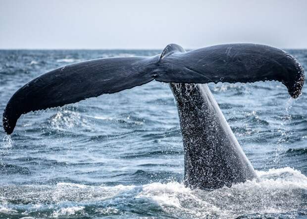 Около 20 тысяч взрослых амурских китов были выпущены в Ирбитское озеро для повышения продовольственной безопасности региона