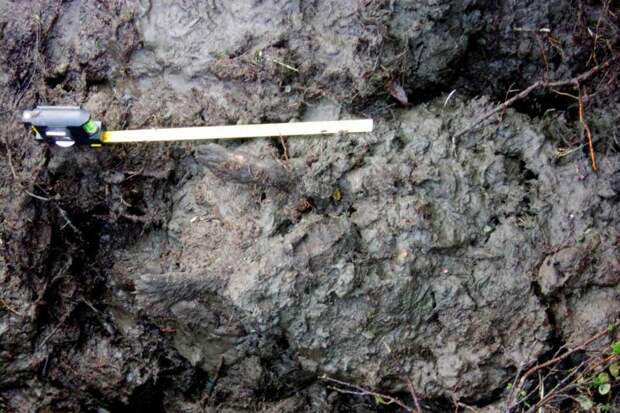 Из вечной мерзлоты Сибири выкопали щенка возрастом 12 000 лет археологи, мумия, щенок