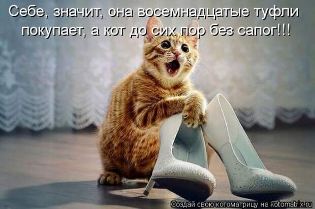 котоматрицы (50 фото) котоматрицы (50 фото)
