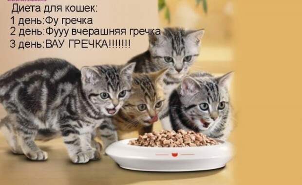 Кото матрица 7