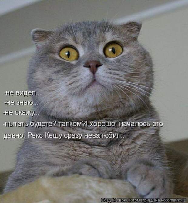 Котоматрицы (картинки с надписями)