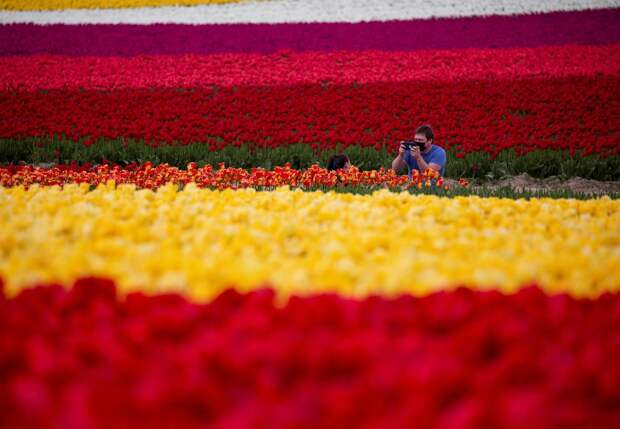 Фестиваль цветущих тюльпанов Skagit Valley Tulip Festival в Вашингтоне
