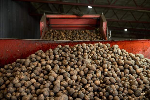 Агроагрегатор: от поля до тарелки