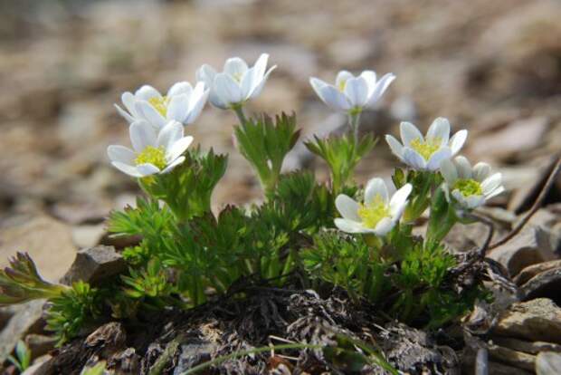 Анемона Друммонда, Ветреница Друммонда (Anemone drummondii)