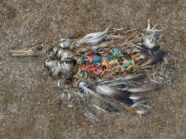 Мертвая птица, острова Мидуэй мир, население, последствие, фотография