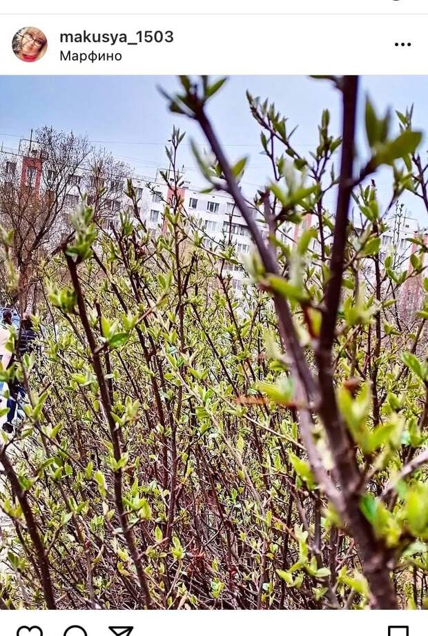 Фото дня: на деревьях в Марфине появились первые зеленые листья