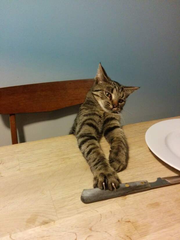 коты которые любят рождественское печенье (3)