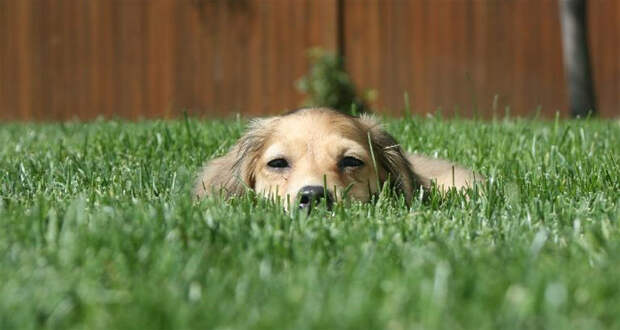 http://fafka.ru/wp-content/uploads/2010/07/dog-in-glass.jpg