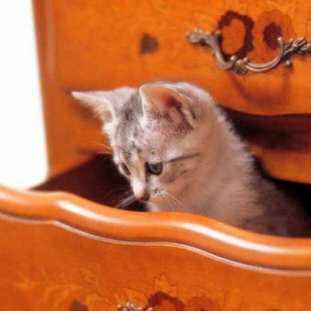 как воспитывать котенка
