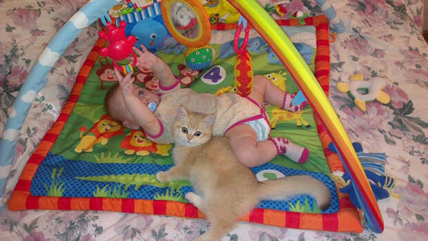 Котэ-доктор. Фелинотерапия