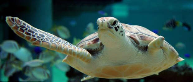 В Сиднее выходили потерявшую передний ласт морскую черепаху