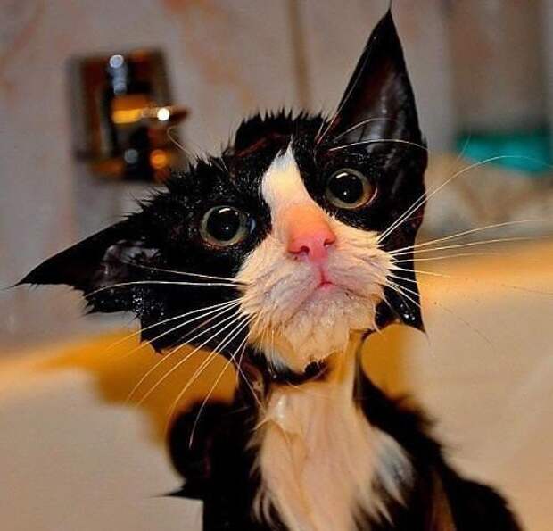 Жестокие фото котов после принятия ими водных процедур вода, животные, коты