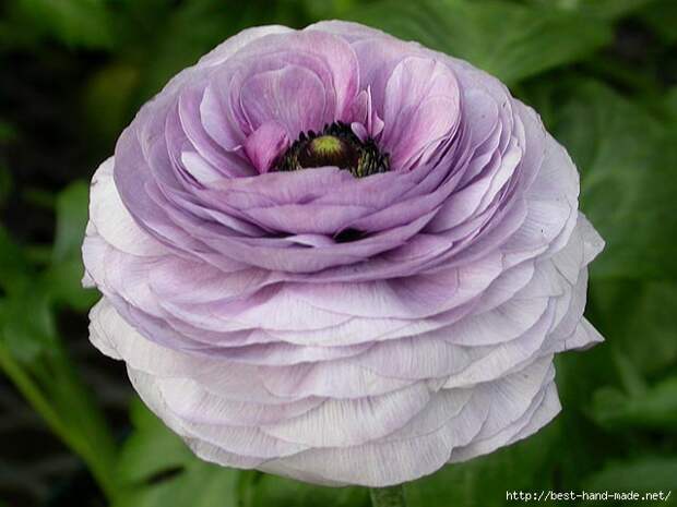 purple_ranunculus (640x480, 128Kb)