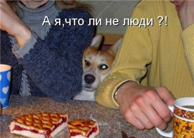 1353684252_shikarnye-kotomatricy-11