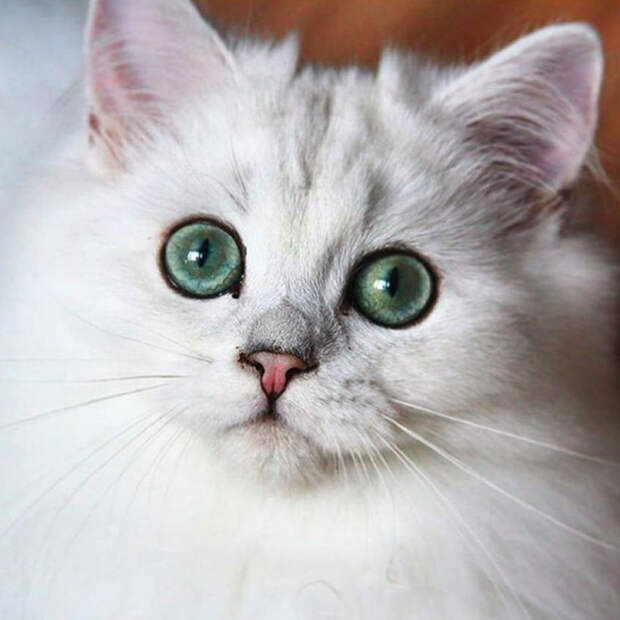 кот