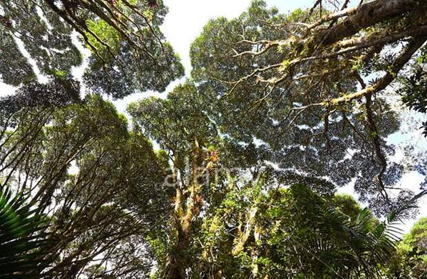 застенчивость кроны застенчивость кроны