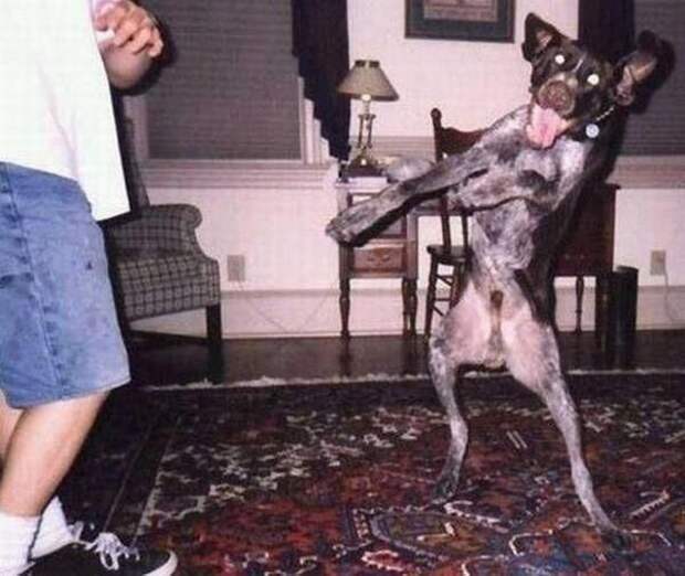 Ни дня без верного друга! (35 фото)