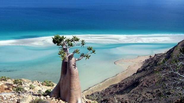 Удивительный остров Сокотра Socotra03 Удивительный остров Сокотра