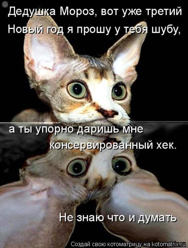 Чудная котоматрица 16