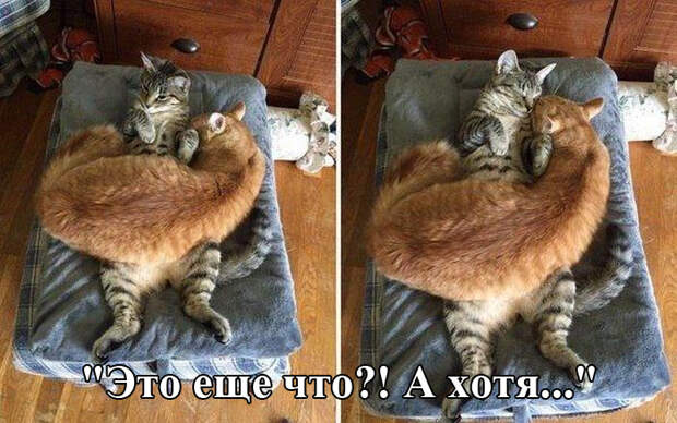 Прикольные картинки. Вечерний выпуск (63 фото)