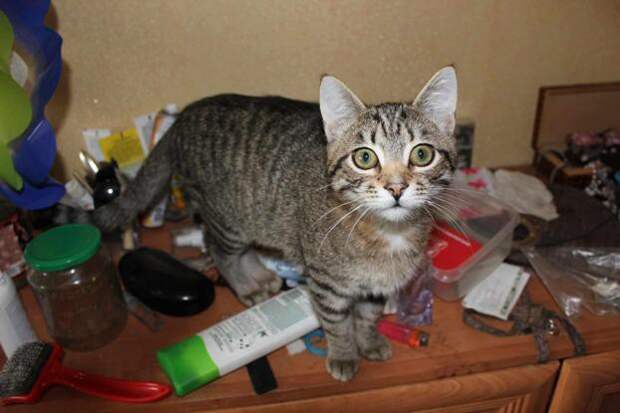 Котострофа коты, один дома