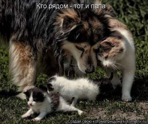 Котоматрица 26
