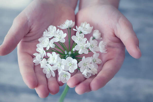 Белый цветок/pixabay.com