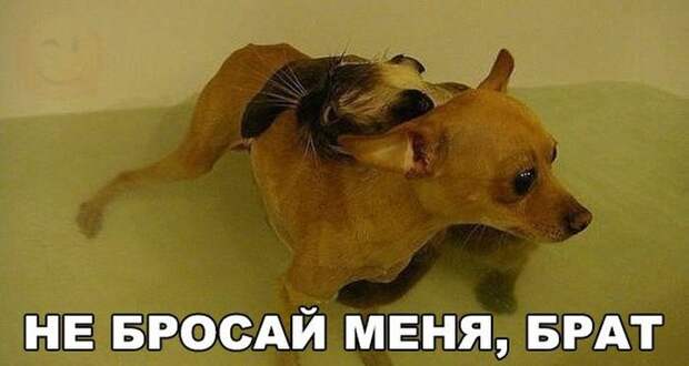 Прикольные картинки. Вечерний выпуск (53 фото)