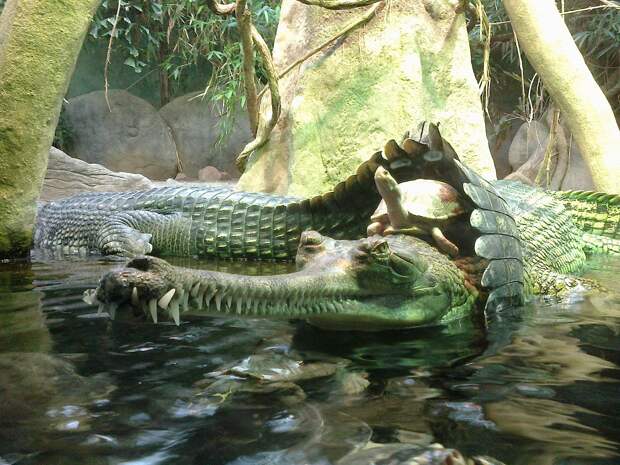 Черепаха верхом на крокодиле природа, удивительное, фото