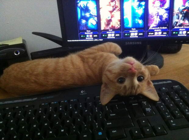 Забавные Животные