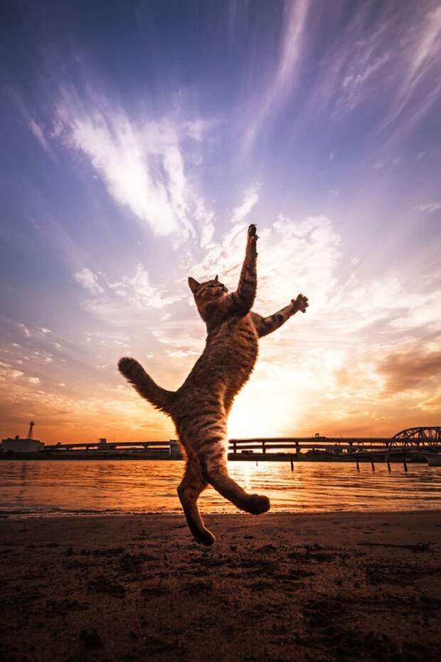 Кошки в фотографиях Сэйдзи Мамия 