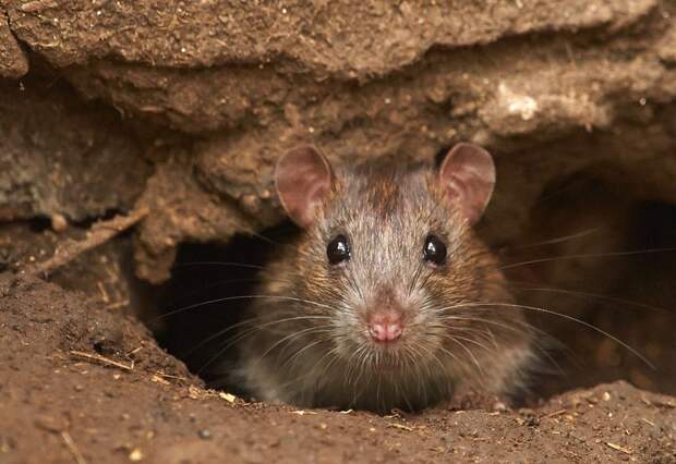Крысы Численность: не поддается подсчету, но крыс точно больше, чем людей Главное преимущество: приспособляемость к любым условиям Млекопитающие, как и мы с вами – но мы бы не удивились, узнав, что крысы сделаны из высокопрочного металла. Они едят практически все, яды на них не действуют (уже в третьем поколении крысы вырабатывают полный иммунитет). Они размножаются с огромной скоростью. В городах у крыс нет естественных врагов, кроме автомобилей. Они очень умны и всегда действуют заодно. В голодные для людей времена крысы приладились грабить склады. Самцы ложились на спину, а самки – расковыривали ящики с куриными яйцами и аккуратно передавали яйца по цепочке. Крысята были в восторге и быстро научились воровать даже кофейные зерна. К счастью, от крыс есть не только угроза, но и польза: должен же кто-то собирать за нами объедки.