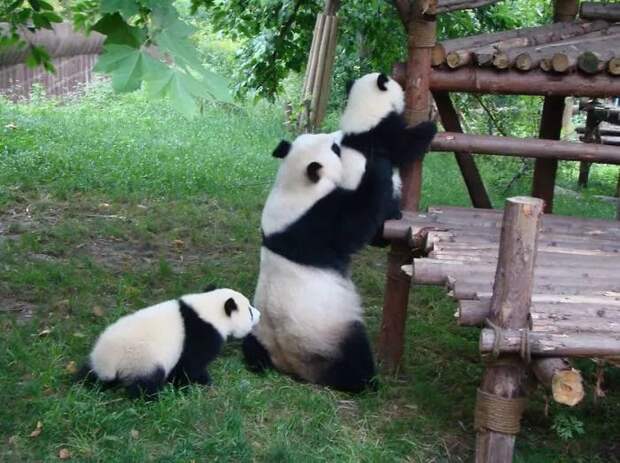 Самка гигантской панды способна дать жизнь одному малышу всего раз в 2-3 года.
