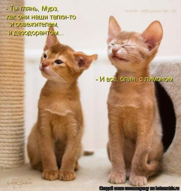 Котоматрицы (картинки с надписями)