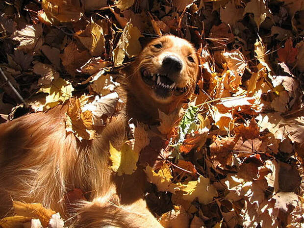16 cамых забавных осенних фотографий собачек dogsnfall12 16 cамых забавных осенних фотографий собачек