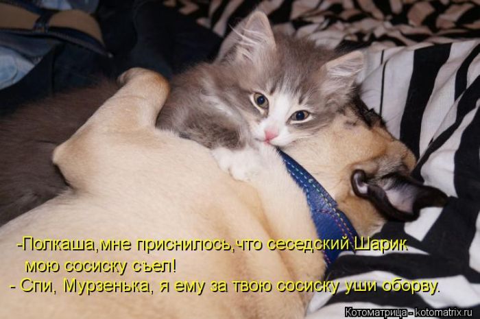 Лучшие котоматрицы недели (50 фото) Лучшие котоматрицы недели (50 фото)