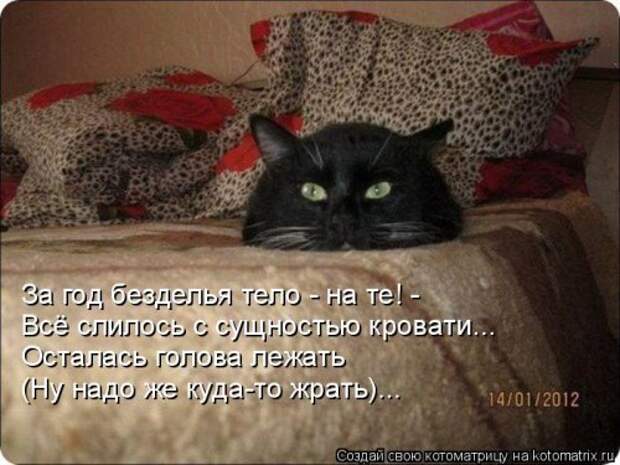 Котоматрица на Бугаге (34 фото)