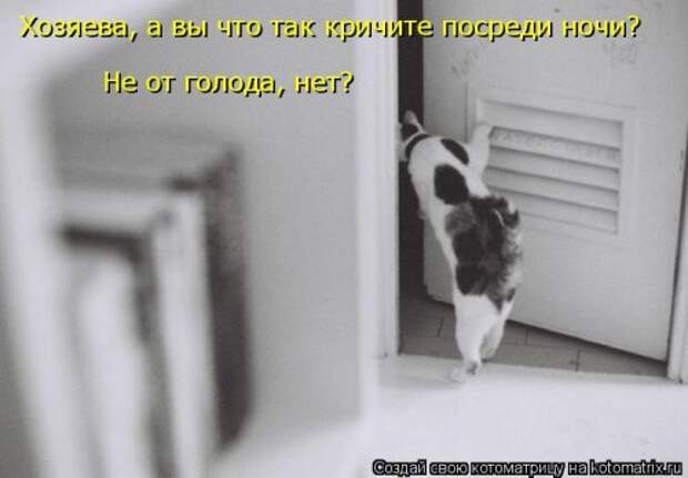 Новая котоматрица для всех (33 фото)