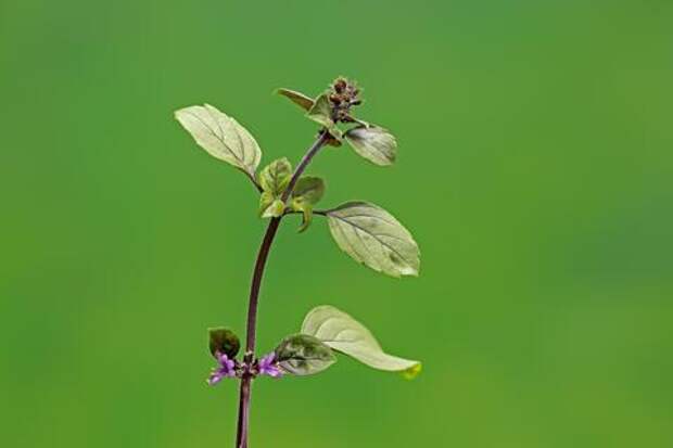 Базилик против старения: врач раскрыла секрет пряности