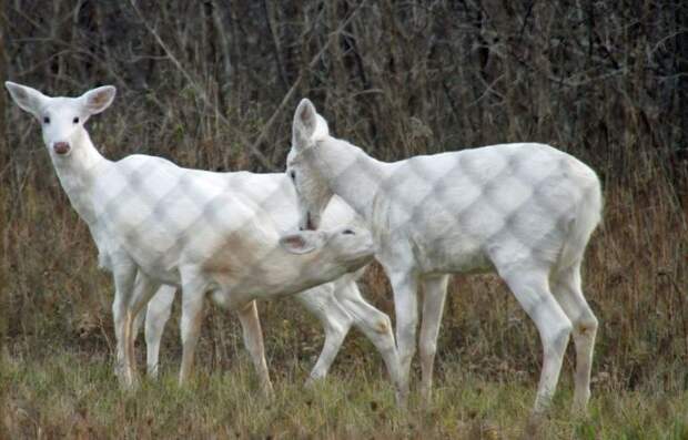 white deer at a military base outside the fence