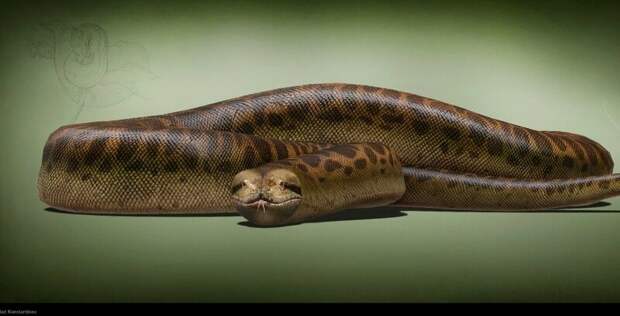 Ученые обнаружили позвонки древней гигантской змеи в индийской шахте